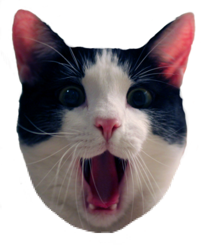 Surprised Blackand White Cat Meme PNG image