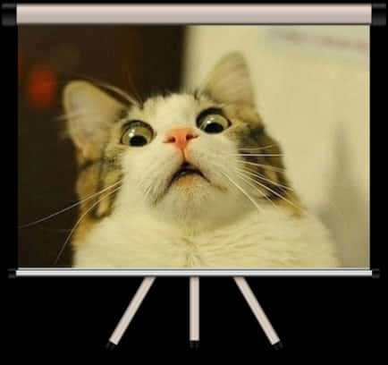 Surprised_ Cat_ Meme_ Face.jpg PNG image