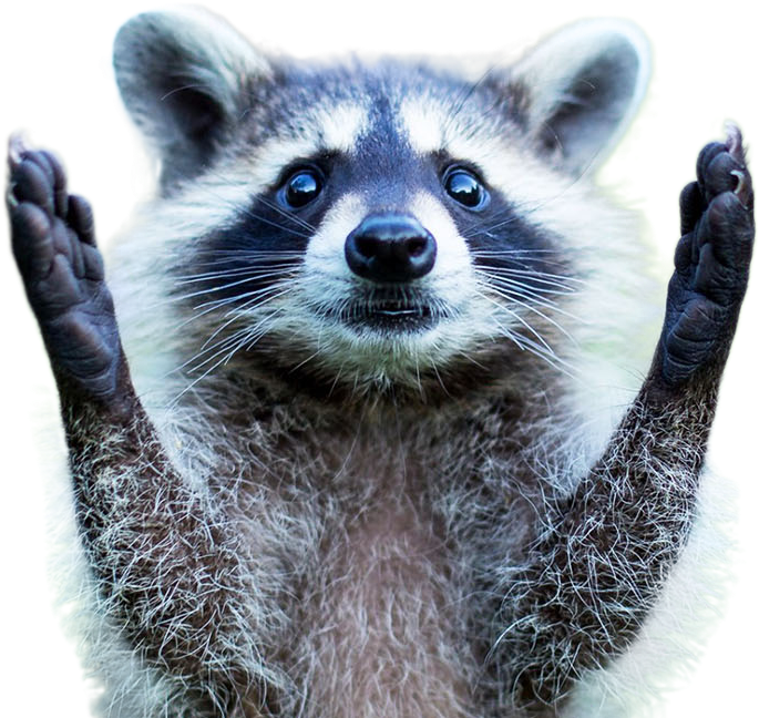 Surprised Raccoon Raising Hands PNG image