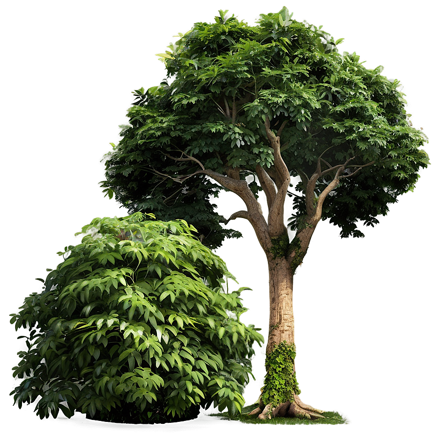 Sustainable Tree Elevation Png 92 PNG image