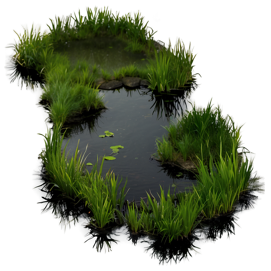 Swamp Png Images (100++)