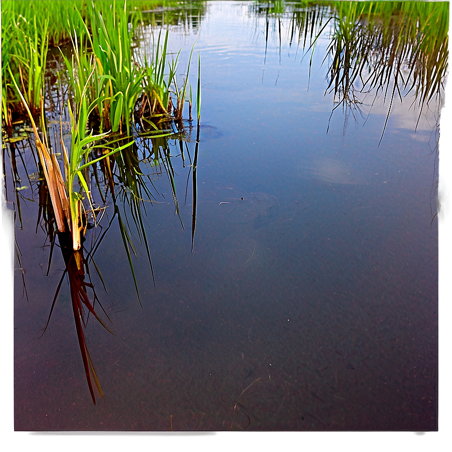 Swamp Reflections Water Png 26 PNG image