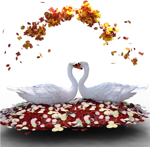 Swan Heart Romance PNG image
