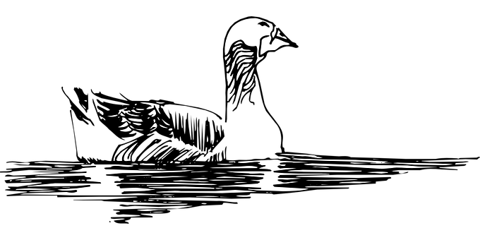 Swan Silhouetteon Water PNG image