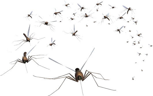 Swarmof Mosquitoes Transparent Background PNG image