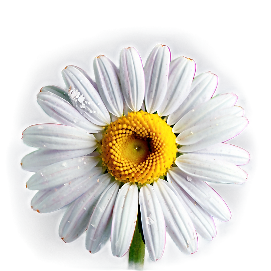 Sweet Daisy Graphic Png 1 PNG image