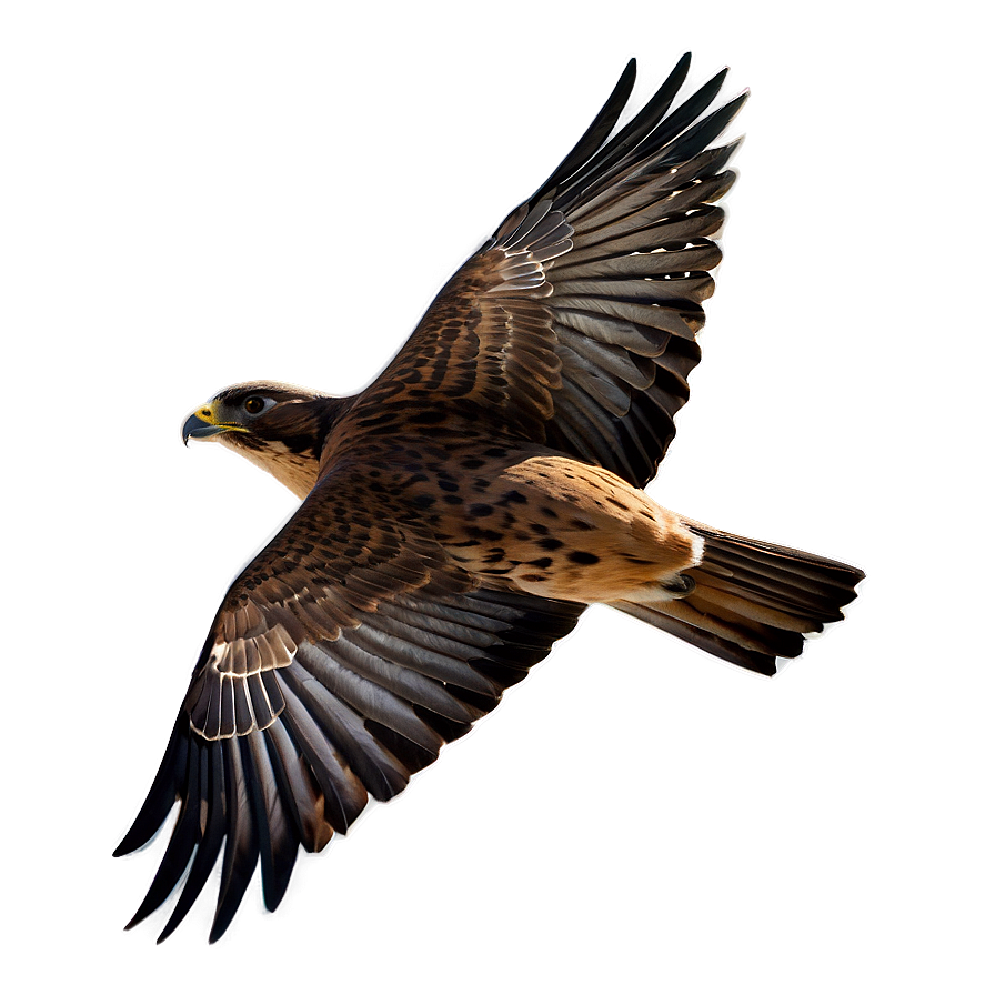 Swift Flying Falcon Png 06122024 PNG image