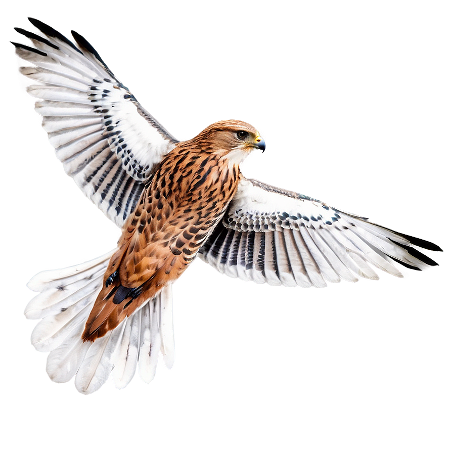 Swift Flying Falcon Png 59 PNG image