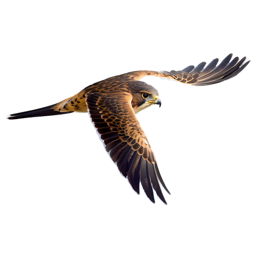 Swift Flying Falcon Png 71 PNG image