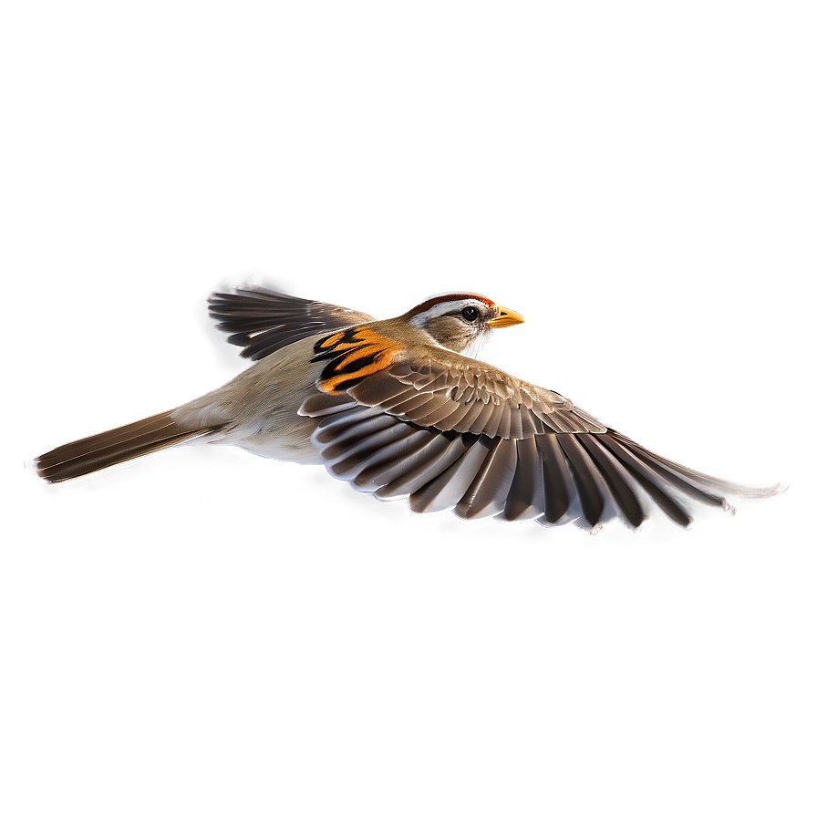 Swift Sparrow Flying Png 06122024 PNG image