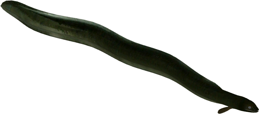 Swimming Eel Isolated Background PNG image