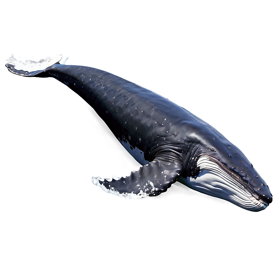 Swimming Humpback Whale Side View Png Goa PNG image