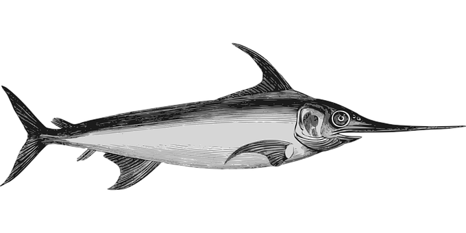 Swordfish Illustration Black Background PNG image