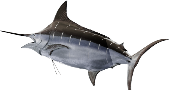 Swordfish Swimming Profile PNG image