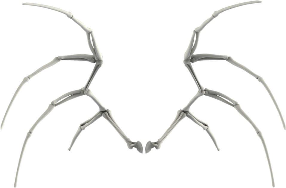 Symmetrical Bone Structure Art PNG image