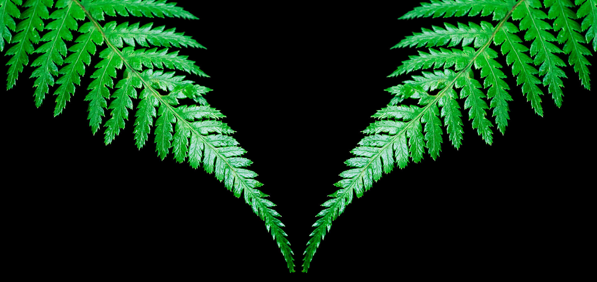 Symmetrical Fern Leaveson Black Background PNG image