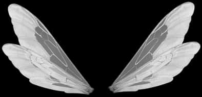Symmetrical Insect Wings Black Background PNG image