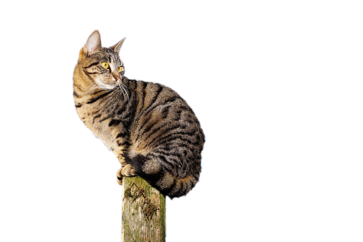 Tabby Cat On Post.jpg PNG image