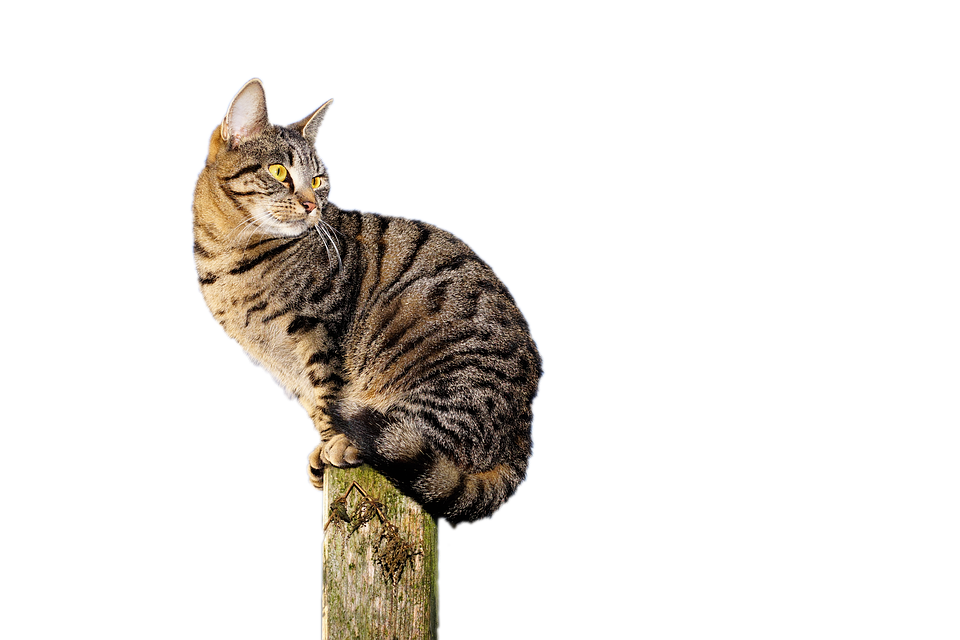 Tabby Cat Perchedon Post PNG image