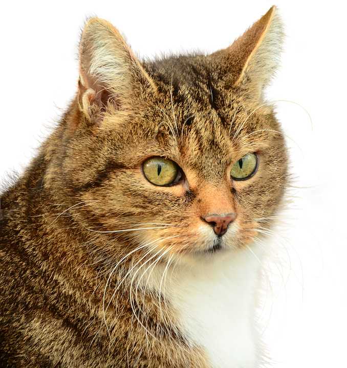 Tabby Cat Portrait Image PNG image