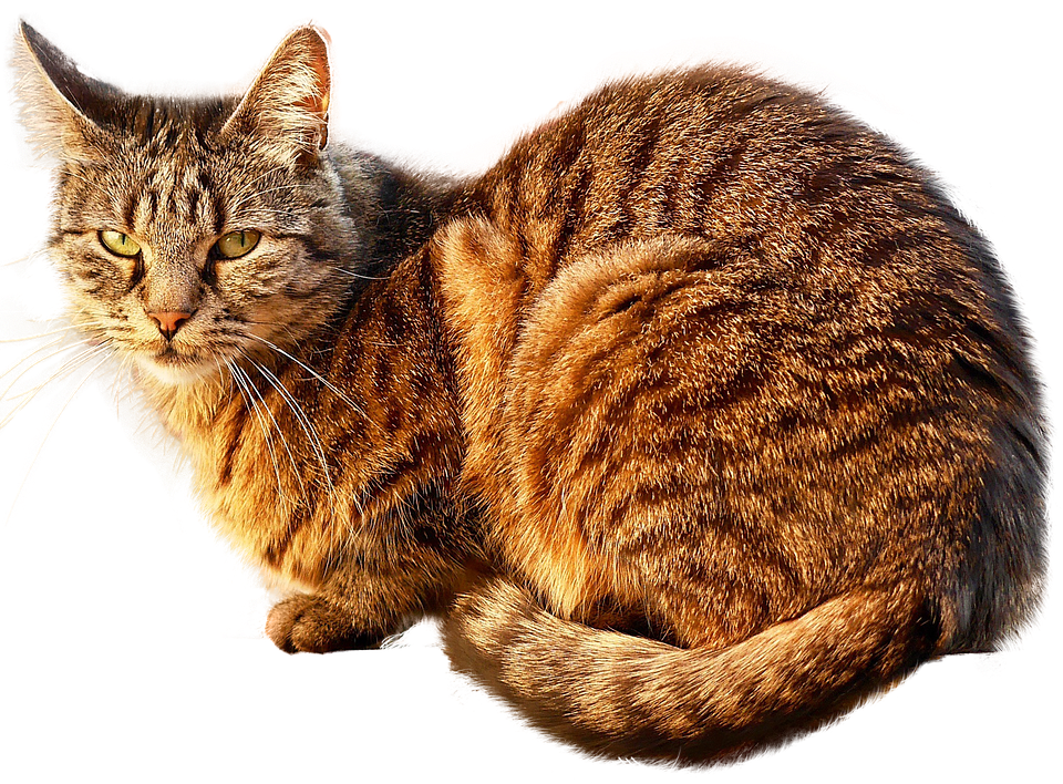Tabby Cat Sitting Transparent Background.png PNG image