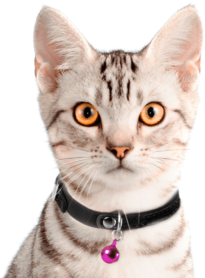 Tabby Catwith Collar PNG image
