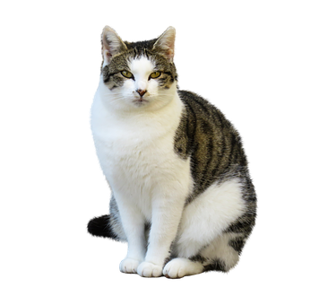 Tabbyand White Cat Black Background PNG image