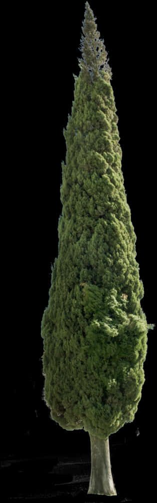 Tall Evergreen Tree Black Background PNG image