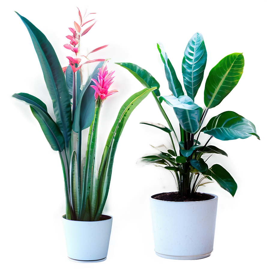 Tall Floor Plant Png Kbq38 PNG image