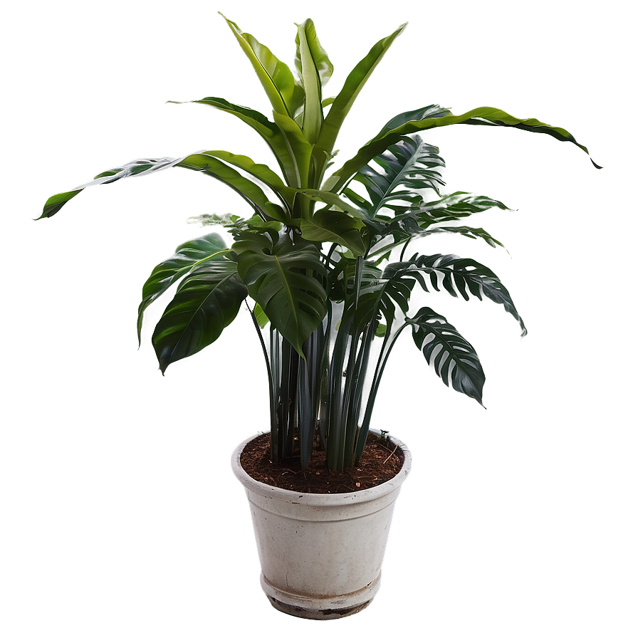 Tall Floor Plant Png Ymx PNG image