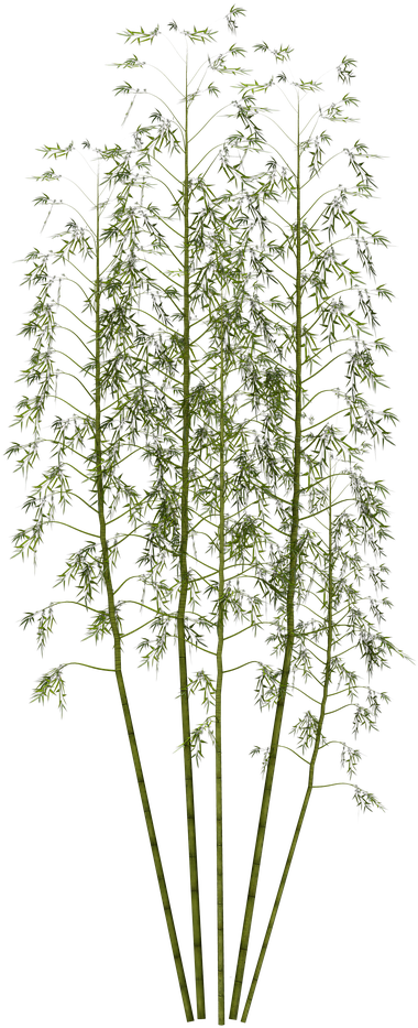 Tall Green Bamboo Cluster PNG image