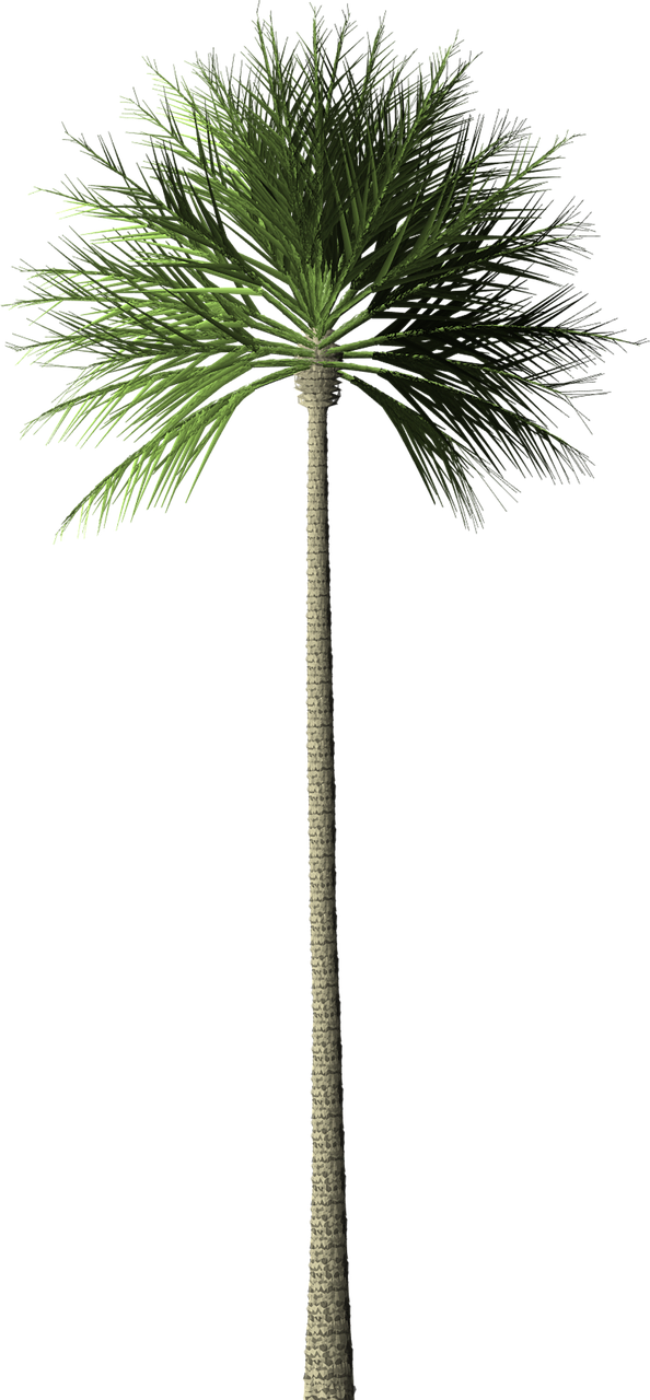 Tall Palm Tree Graphic PNG image