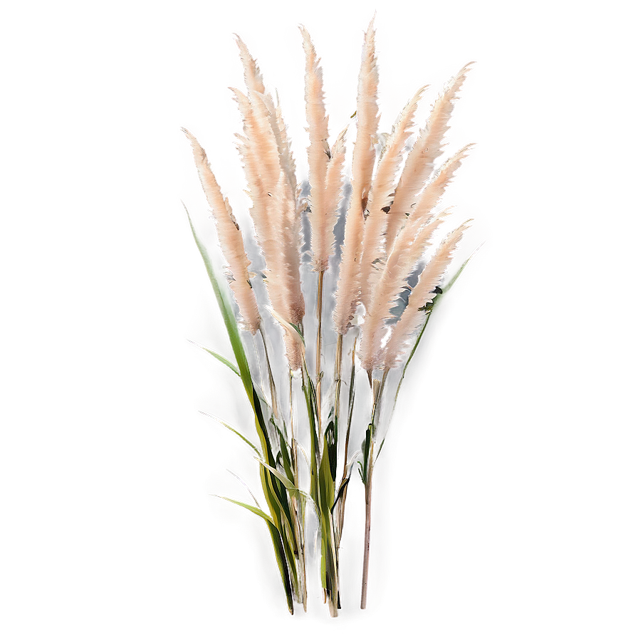 Tall Pampas Grass Png Xbd PNG image