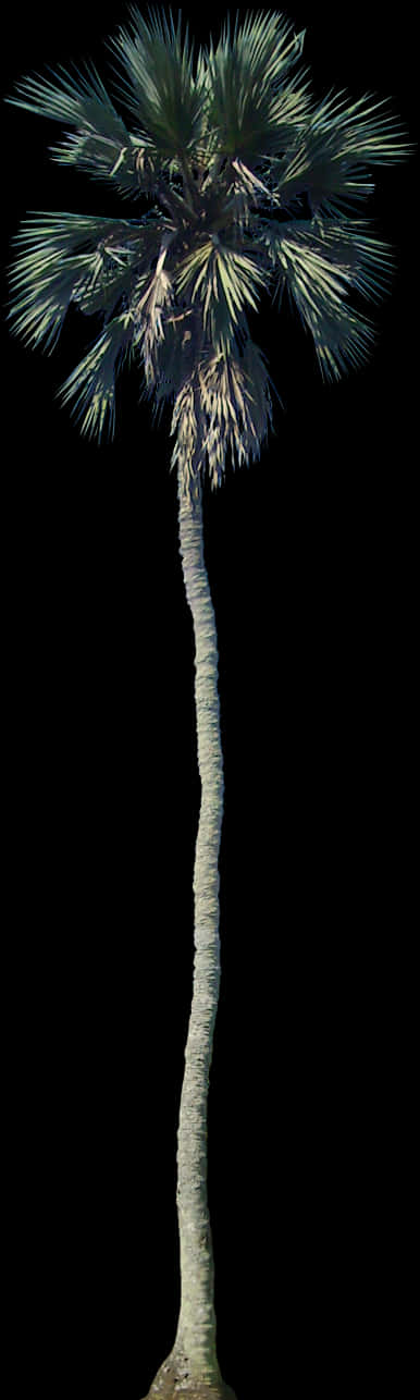 Tall Single Palm Tree Night Sky PNG image