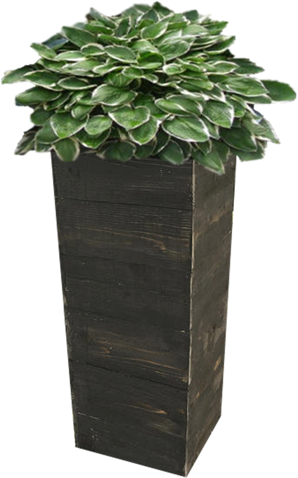 Tall Wooden Planterwith Green Plant PNG image