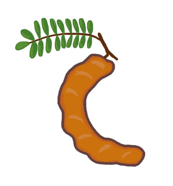 Tamarind Fruitand Leaves Illustration PNG image