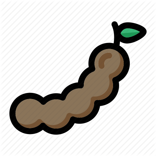 Tamarind Pod Vector Illustration PNG image