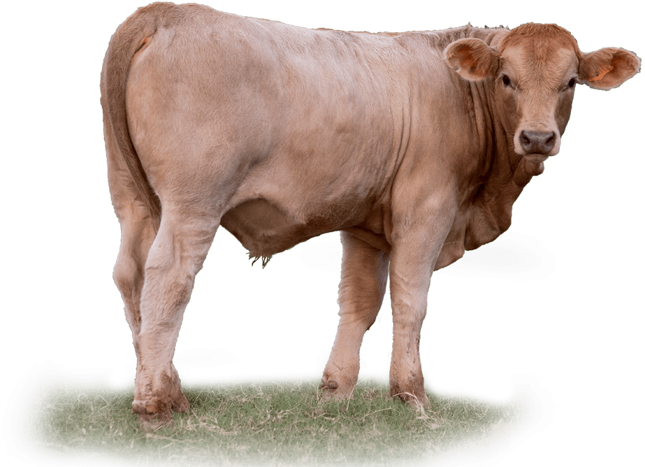 Tan Calf Standingon Grass PNG image