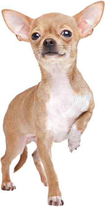 Tan Chihuahua Puppy Standing PNG image