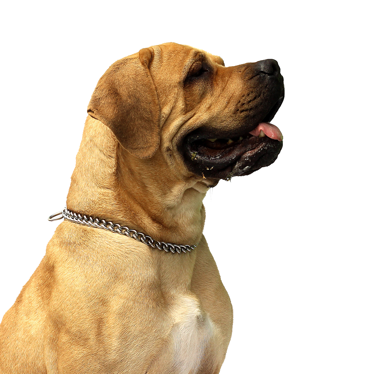 Tan Mastiff Dog Profile PNG image
