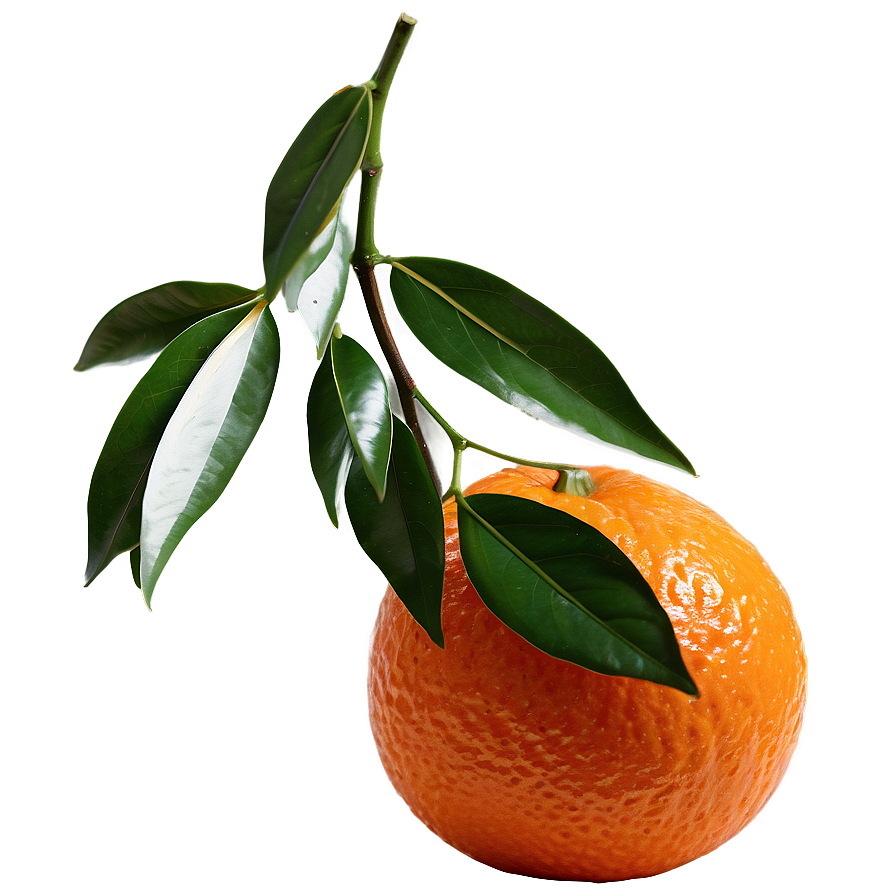 Tangerine Orange Png Crc PNG image