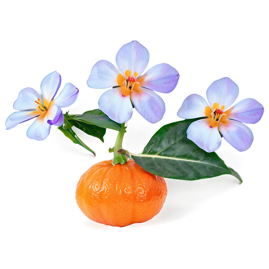 Tangerine With Flowers Png 06122024 PNG image