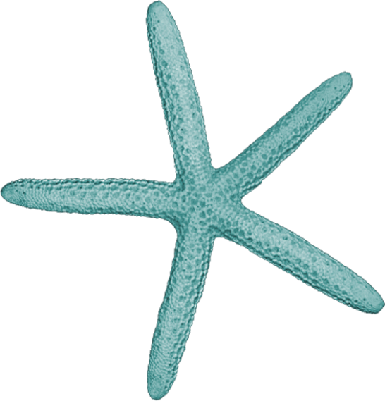 Teal_ Starfish_ Clipart PNG image