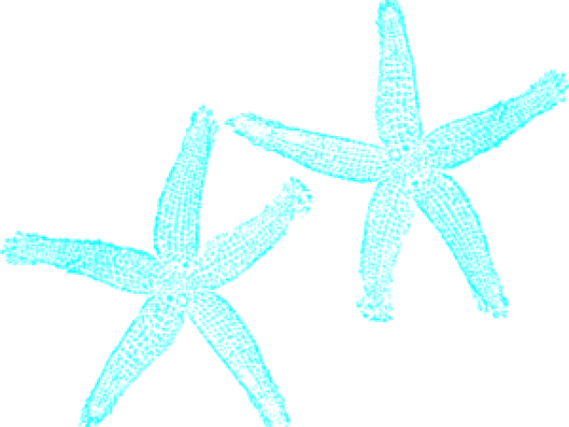 Teal Starfish Duo PNG image