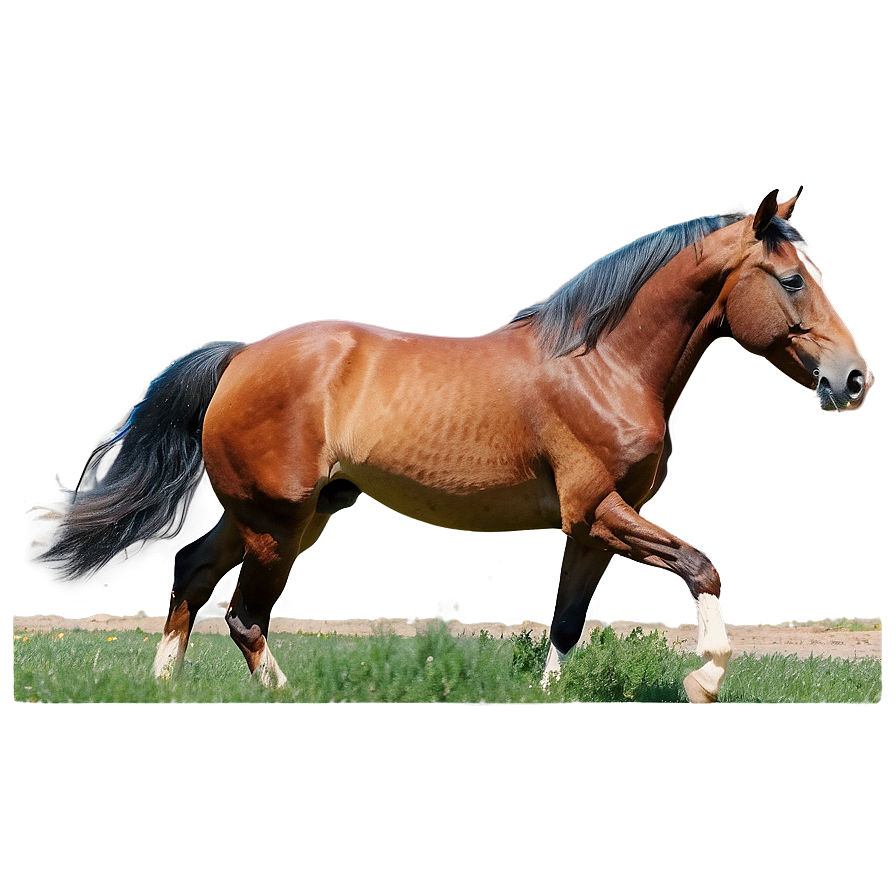 Tennessee Walking Horse Png 06122024 PNG image