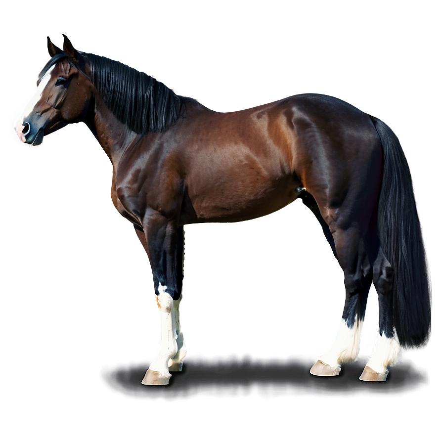 Tennessee Walking Horse Png Dnt21 PNG image