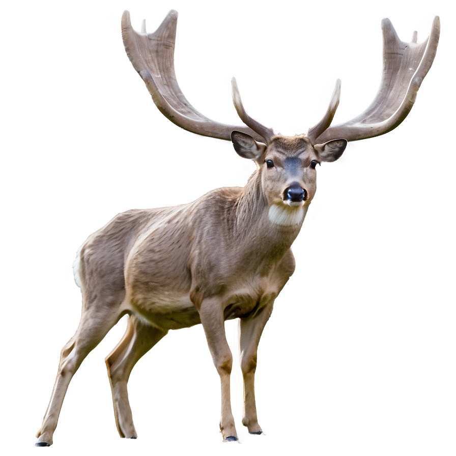 Tennessee Wildlife Deer Png Jmx PNG image