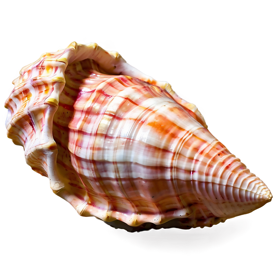 Textured Conch Shell Png 06132024 PNG image