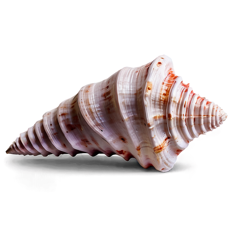 Textured Conch Shell Png His PNG image