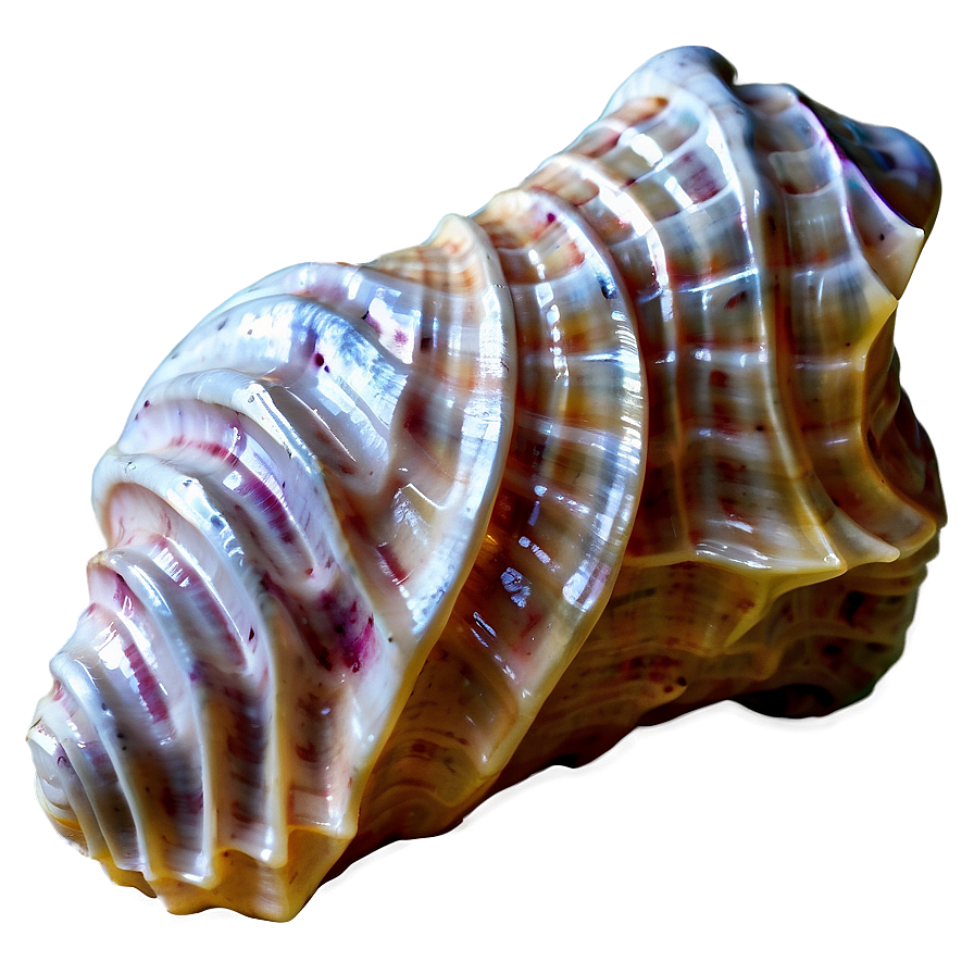 Textured Conch Shell Png Xoo PNG image